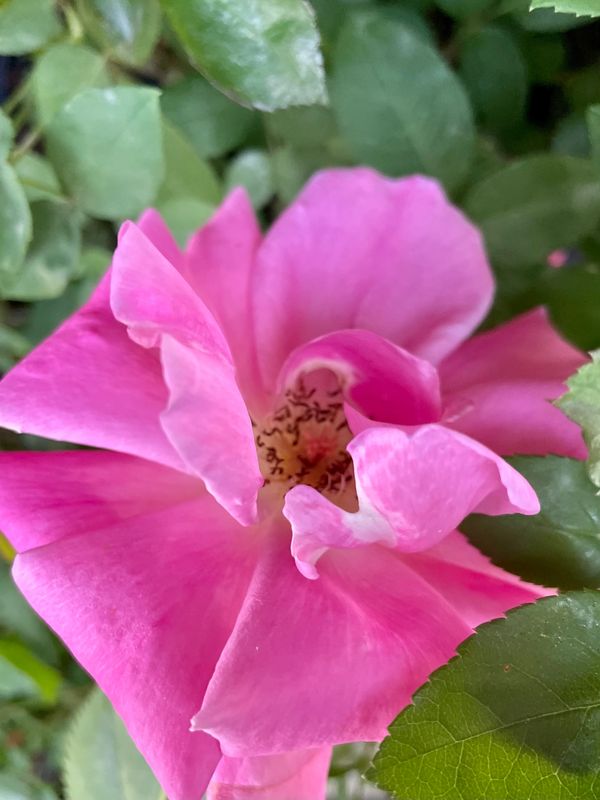 Carefree Wonder Rose