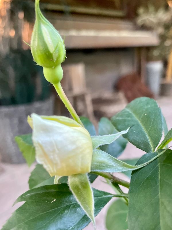 Ilse Krohn Superior Climbing Rose