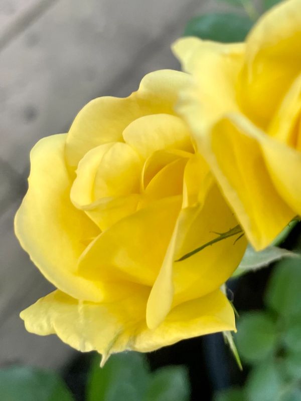 Carefree Sunshine Climbing Rose