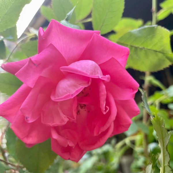Les Impatients Shrub Rose