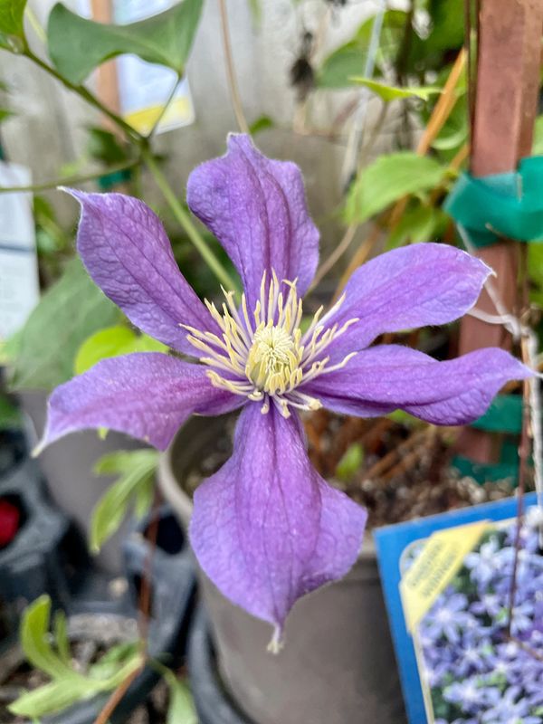 Arabella Clematis