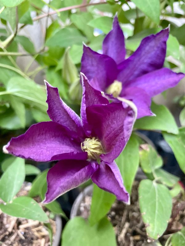 Daniel Deronda Clematis