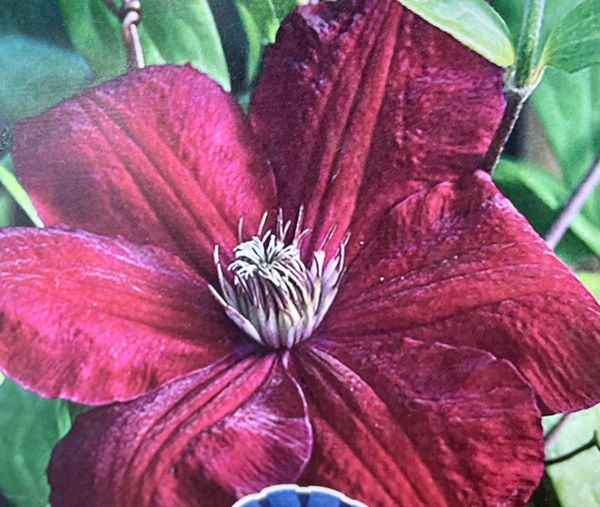 Rouge Cardinal Clematis
