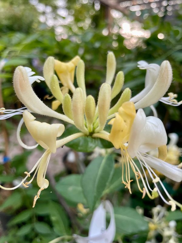 Yellow Honeysuckle
