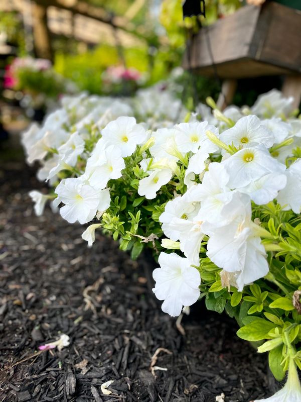 White Petunia