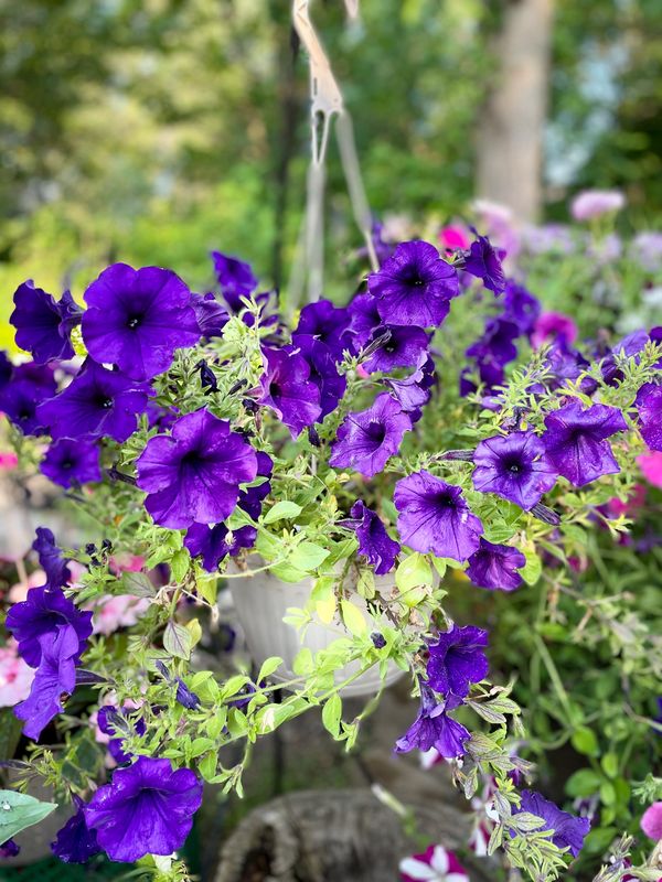 Purple Petunia