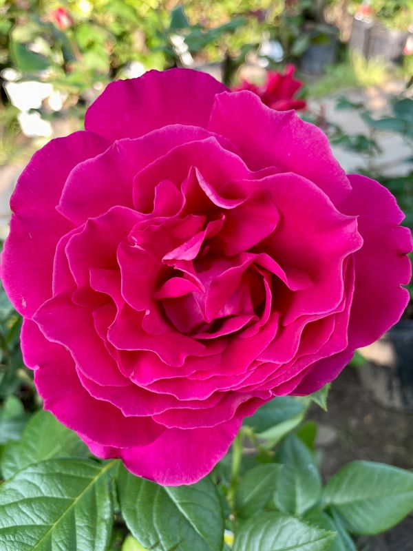 Pretty Lady Floribunda Rose
