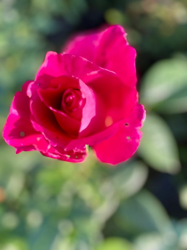Peace Hybrid Tea Rose