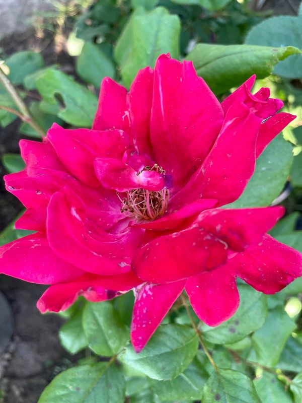 Crimson Bouquet Rose