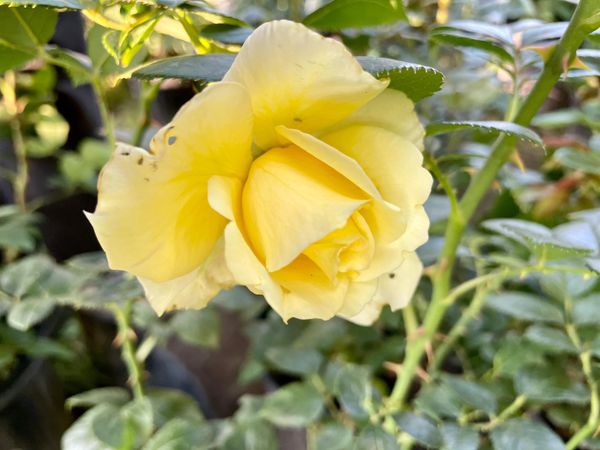 Berolina Hybrid Tea Rose