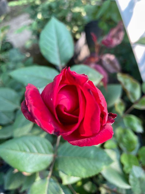 Chrysler Imperial Hybrid Tea Rose