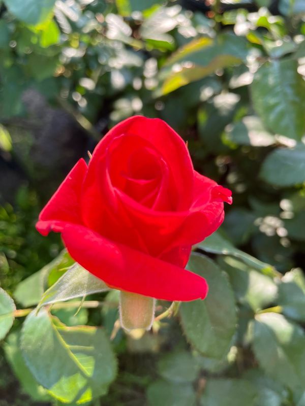 Joy Hybrid Tea Rose