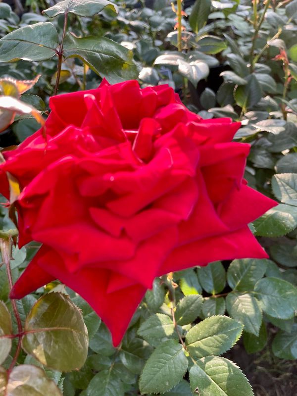 Crimson Glory Hybrid Tea Rose