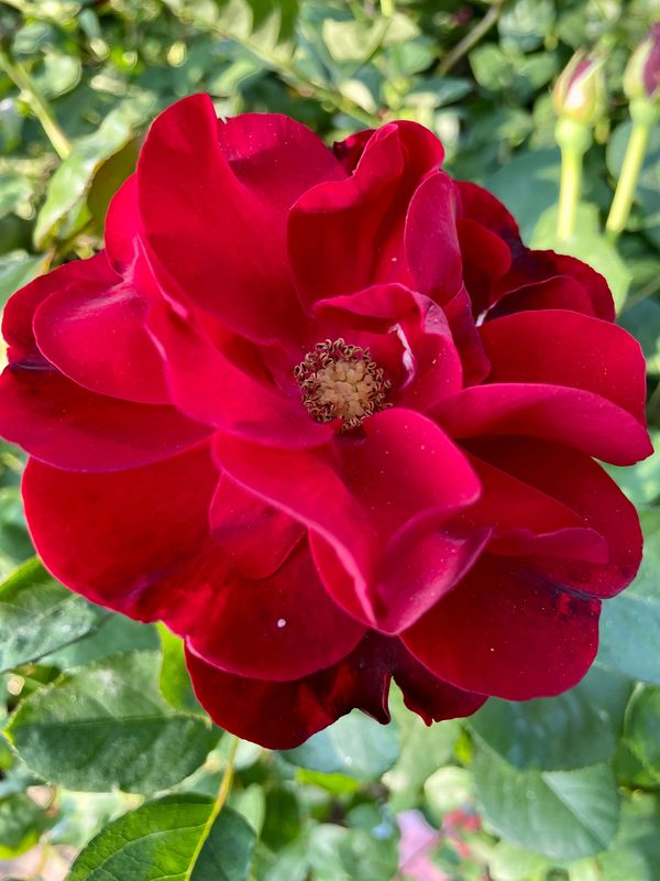 Lilli Marleen Floribunda Rose