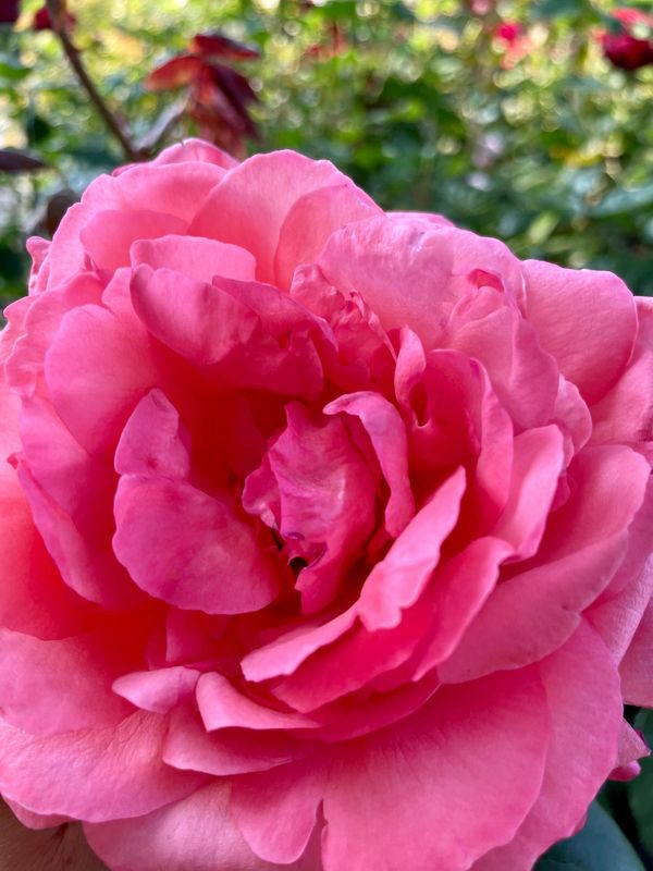 Artistry Hybrid Tea Rose