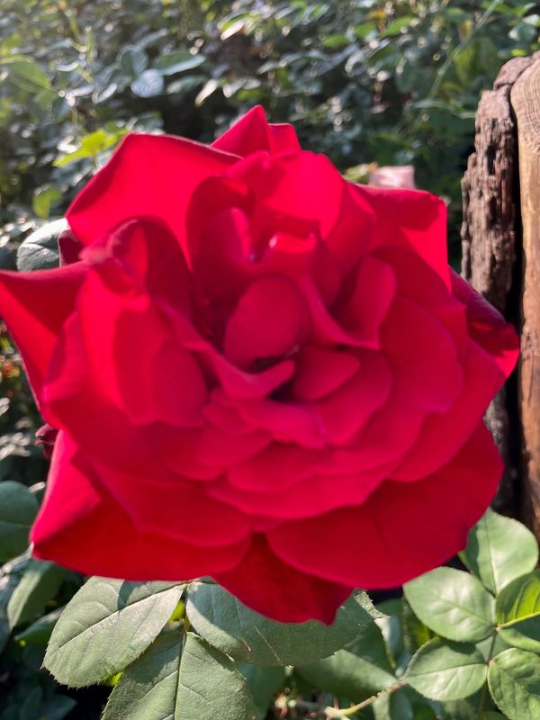 John S. Armstrong Grandiflora Rose