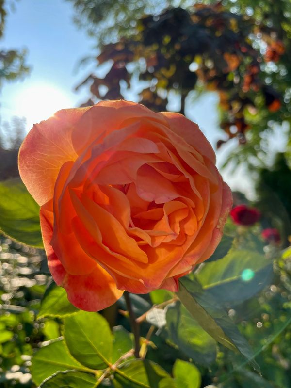 Strike It Rich Grandiflora Rose