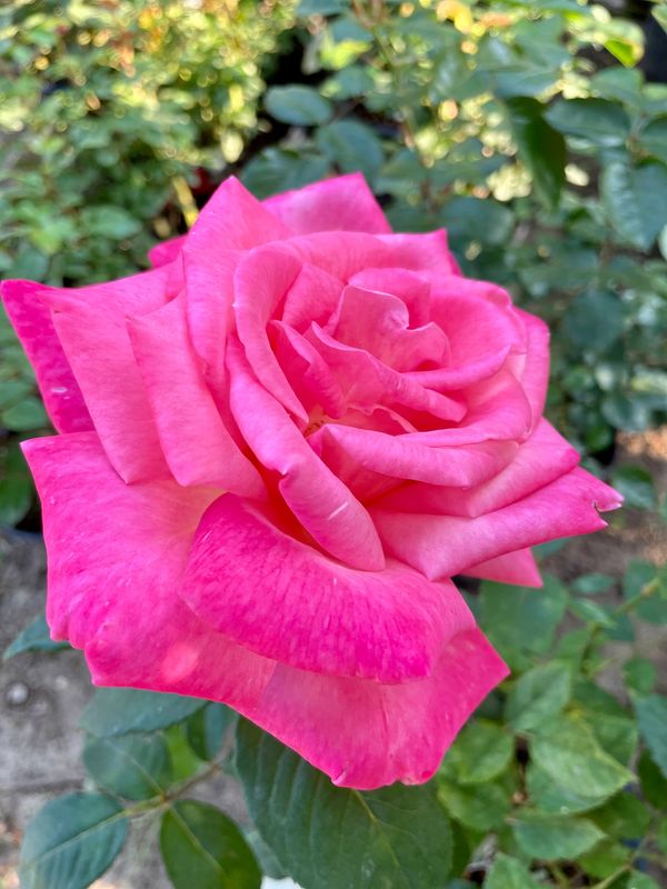 Perfume Delight Hybrid Tea Rose