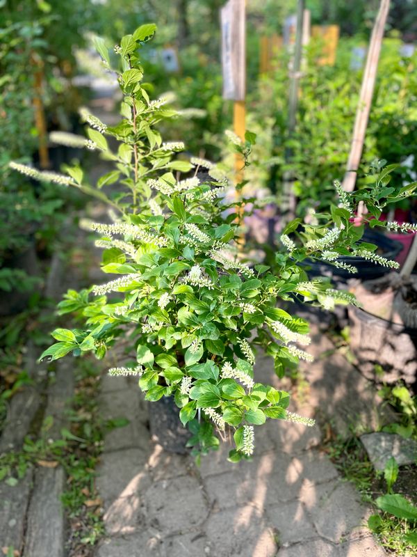 Itea Merlot Sweetspire