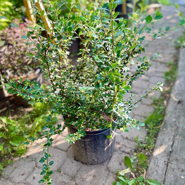 Autumn Inferno Cotoneaster