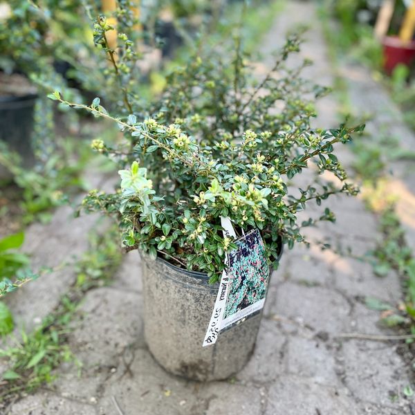 Coral Beauty Cotoneaster