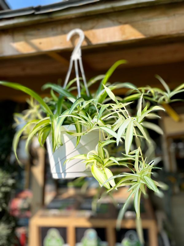 Spider Plant