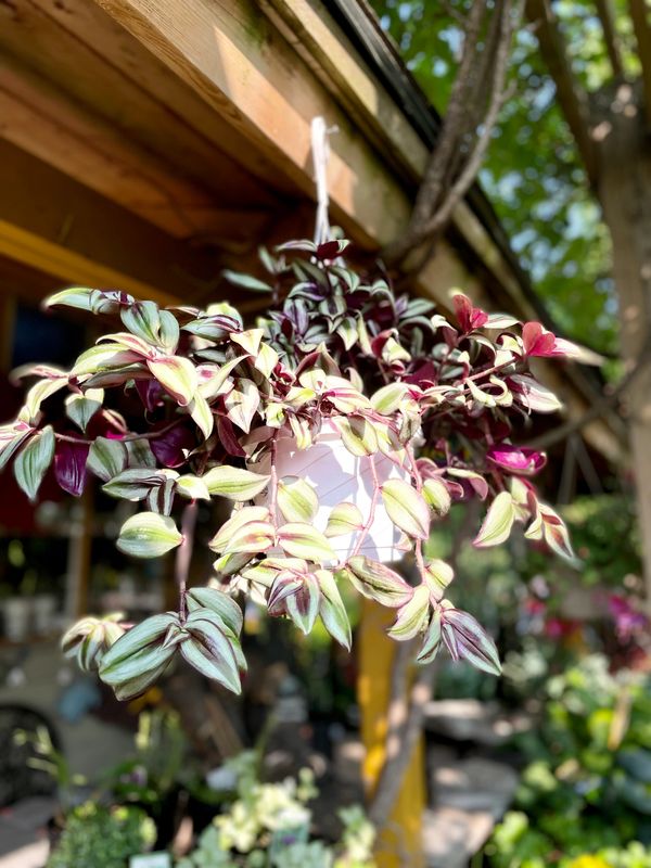 Tradescantia Zebrina