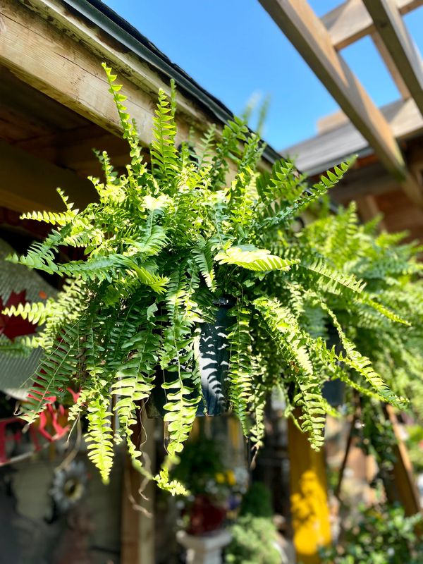 Boston Fern