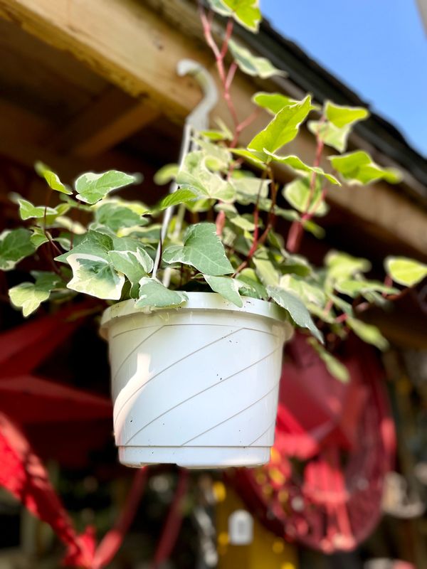 Variegated Ivy