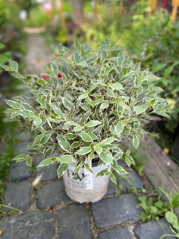 My Monet Purple Effect Weigela