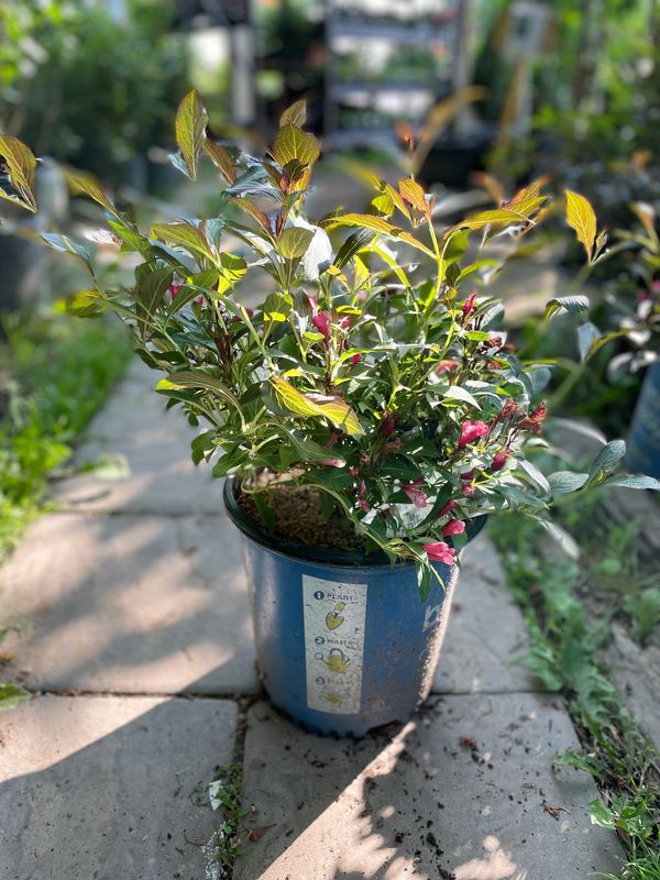 Electric Love Weigela