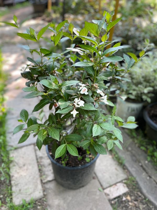 Date Night Tuxedo Weigela