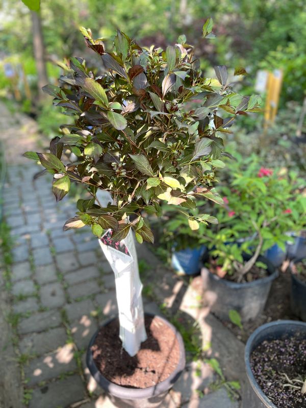 Wine & Roses Weigelia STD