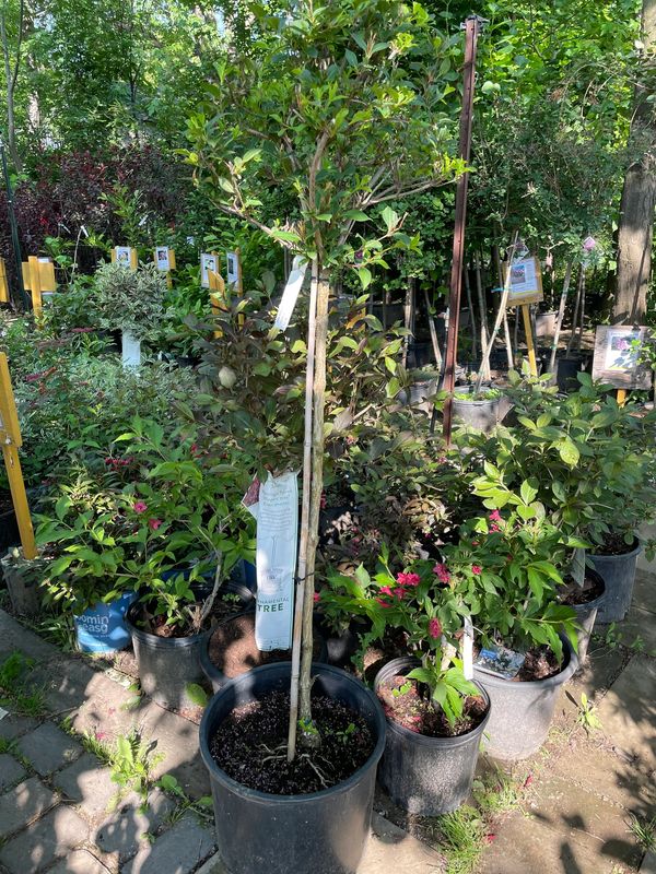 Pink Princess Weigelia STD