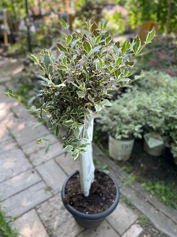 My Monet Weigelia STD