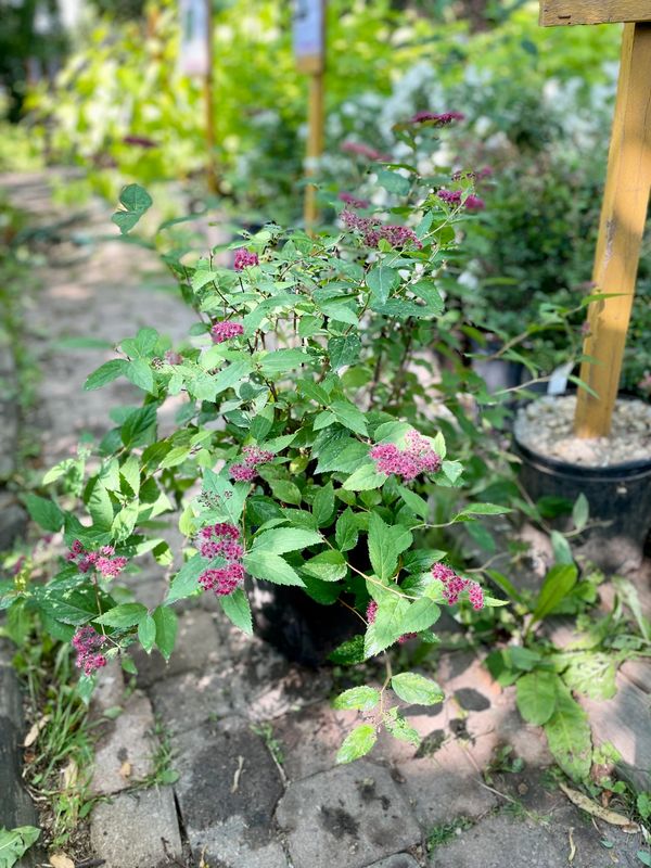 Double Play Red Spirea