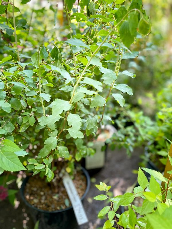 Bridal Wreath Spirea