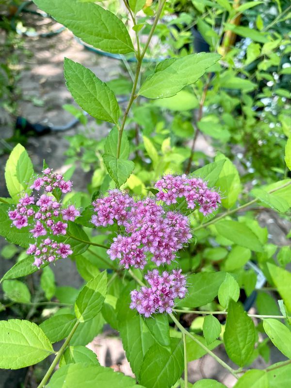 Goldmound Spirea
