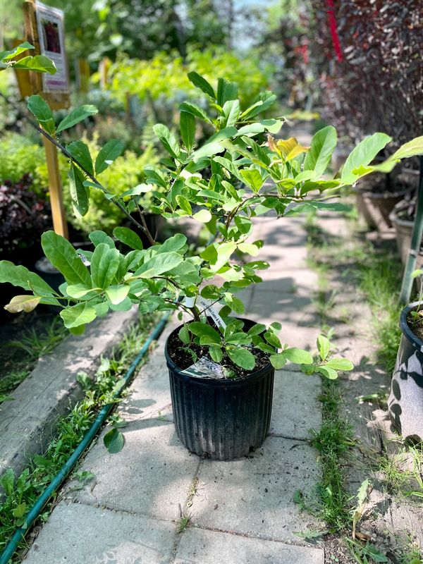 Leogard Messel Magnolia