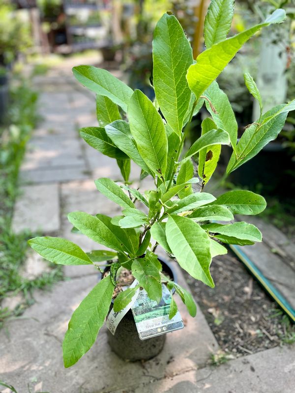 Royal Star Magnolia
