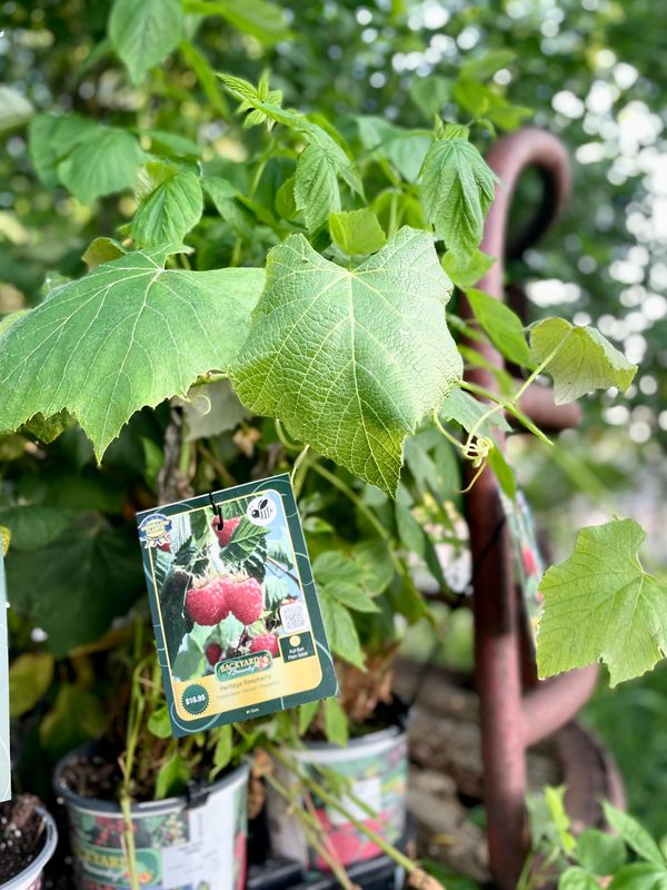 Heritage Raspberry