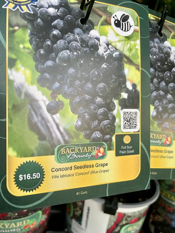 Concord Seedless Grape