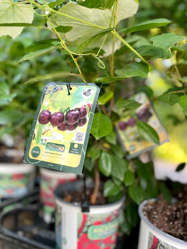 Juliet Dwarf Cherry
