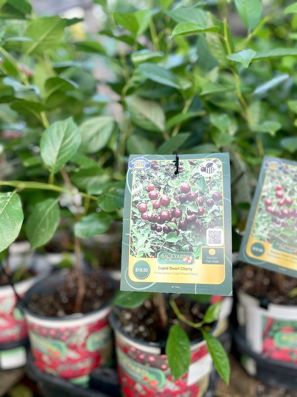 Cupid Dwarf Cherry