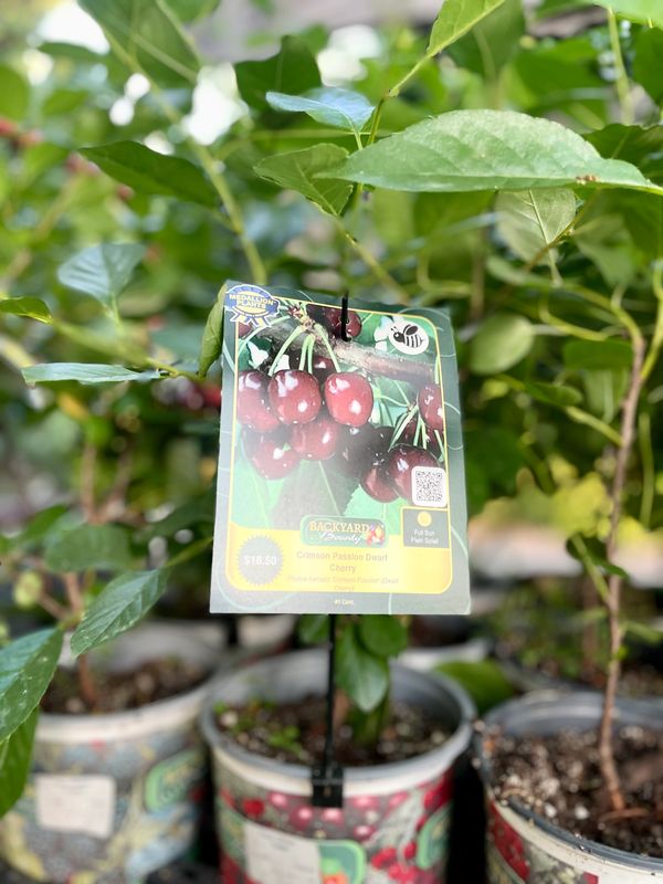 Crimson Passion Dwarf Cherry