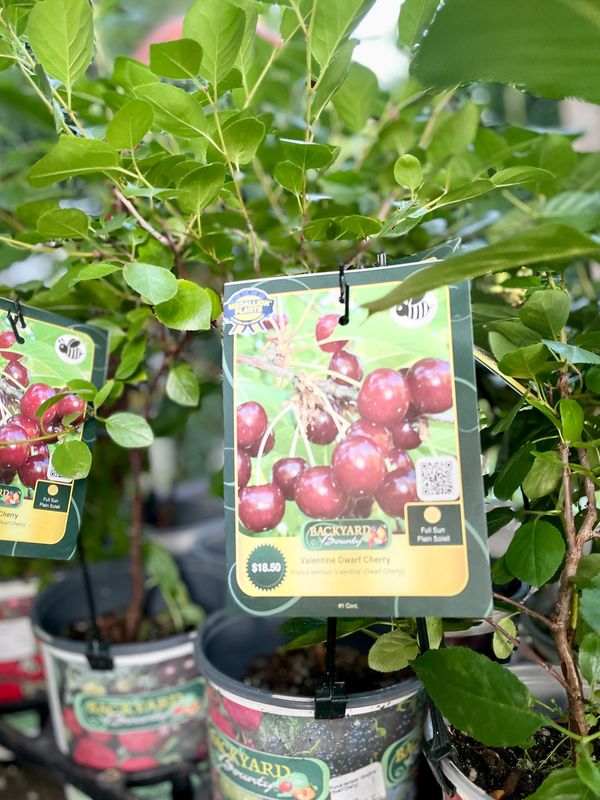 Valentine Dwarf Cherry