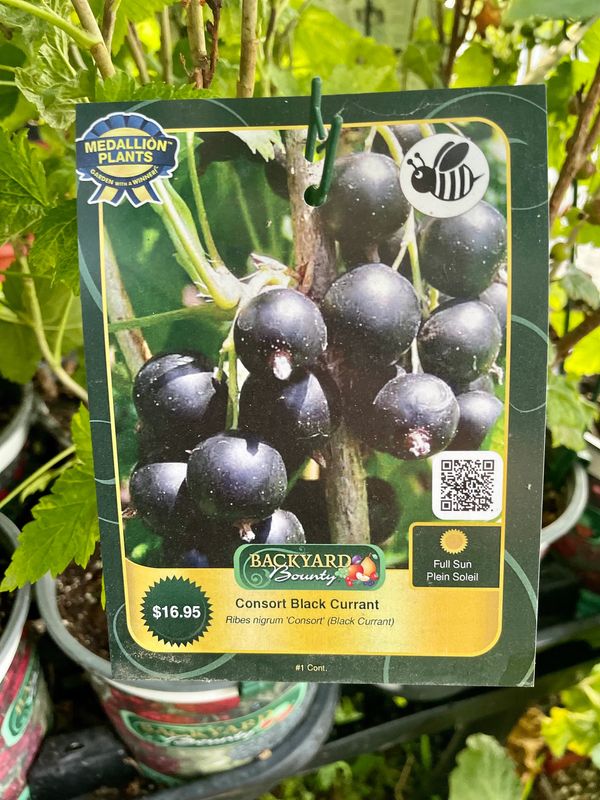 Consort Black Currant