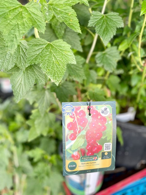 Red Lake Currant