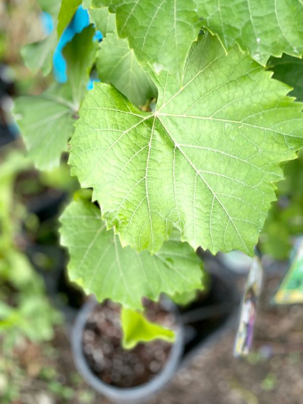 Baco Noir Grape