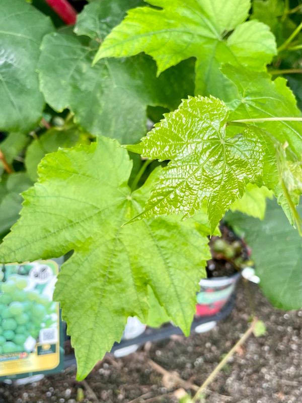 Himrod Seedless Grape
